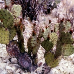 Opuntia spinosibacca