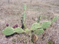 Opuntia stricta, in habitat