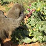 Opuntia stricta, male baboon harvesting fruit in Africa