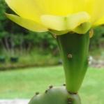 Opuntia stricta, flower, garden plant