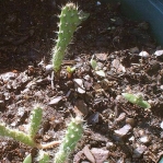 Opuntia stricta, seedlings