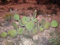 Opuntia strigil, near Ft. Stockton, TX