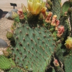 Opuntia strigil, Wallace Desert Gardens, Scottsdale, AZ