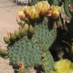 Opuntia strigil, Wallace Desert Gardens, Scottsdale, AZ
