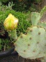 Opuntia tardospina-like, Kingland, TX
