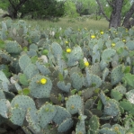 Opuntia tardospina, near Gatesville, TX, Hayes Jackson