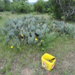 Opuntia tardospina, near Gatesville, TX, Hayes Jackson