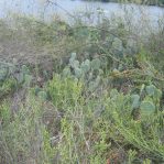 Opuntia tardospina-like, Kingland, TX