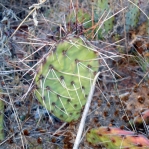 Opuntia tortispina, Lake Conchas, NM