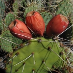 Opuntia tortispina, near Socorro, NM