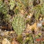 Opuntia tortispina, Albuquerque, NM