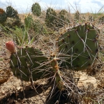 Opuntia tortispina, near Roswell, NM, Michelle Cloud-Hughes
