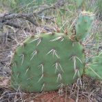 Opuntia tortispina, short white spines, north TX,