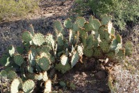 Opuntia toumeyi, Tucson
