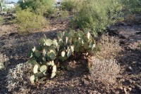 Opuntia toumeyi, Tucson