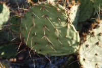 Opuntia toumeyi, Tucson