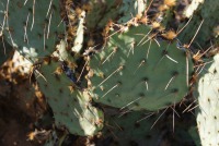 Opuntia toumeyi, Tucson