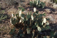 Opuntia toumeyi, Tucson