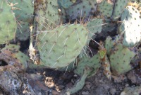 Opuntia toumeyi, Tucson