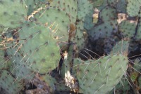 Opuntia toumeyi, Tucson