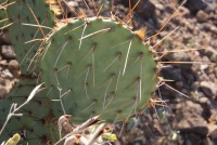 Opuntia toumeyi, Tucson