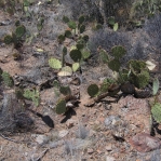 Opuntia toumeyi, greater Tucson, AZ