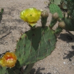 Opuntia toumeyi, Catalina Rd, Tucson, AZ