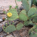 Opuntia toumeyi, Tucson, AZ area