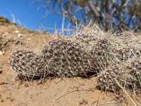 Opuntia trichophora, greater El Paso area, Carlos Cervantes
