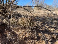 Opuntia trichophora, greater El Paso area, Carlos Cervantes