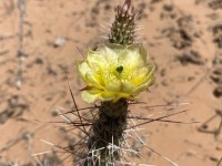 Opuntia trichophora, El Paso, Carlos Cervantes