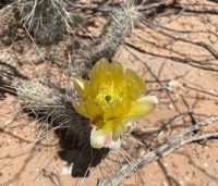 Opuntia trichophora, El Paso, Carlos Cervantes