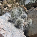 Opuntia trichophora, Manzanos Mts, NM