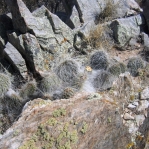Opuntia trichophora, Manzanos Mts, NM