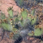Opuntia trichophora, east of Moab, UT