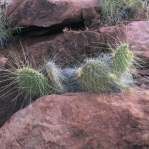 Opuntia trichophora, east of Moab, UT
