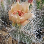 Opuntia trichophora, Rio Grande Botanical Garden, Albuquerque, NM