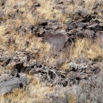 O. trichophora, on basalt rocks, north of Espanola, NM