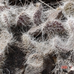 O. trichophora, on basalt rocks, north of Espanola, NM
