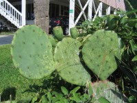 Opuntia tunoidea, Edisto Beach, SC