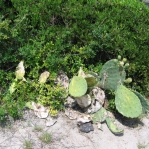 Opuntia tunoidea, Edisto Beach, SC