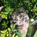 Opuntia tunoidea, with Cactoblastis cactorum damage