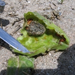 Opuntia tunoideae, with Cactoblastis cactorum damage