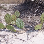 Opuntia turbinata, in habitat, FL