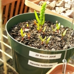 Opuntia turbinata, seedlings