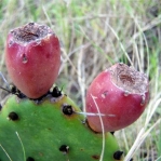 Opuntia turbinata, fruit