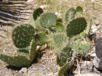 Opuntia valencia, garden plant, Nancy Hussey