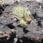 Opuntia aff engelmannii, lava flow near Carrizozo, NM