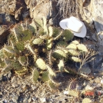 Opuntia aff engelmannii, south of Taos, NM