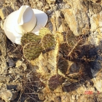 Opuntia aff engelmannii, south of Taos, NM